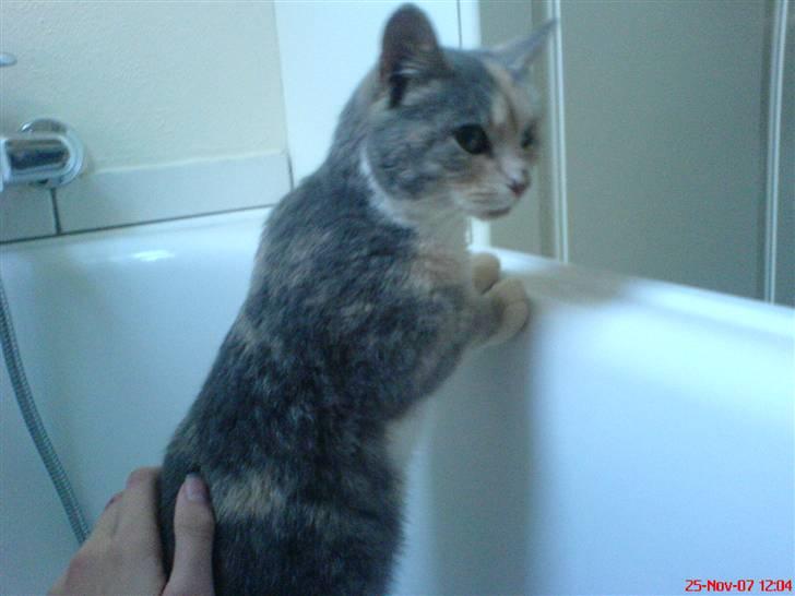 Huskat Tut<3 - I badekaret ! xD billede 9