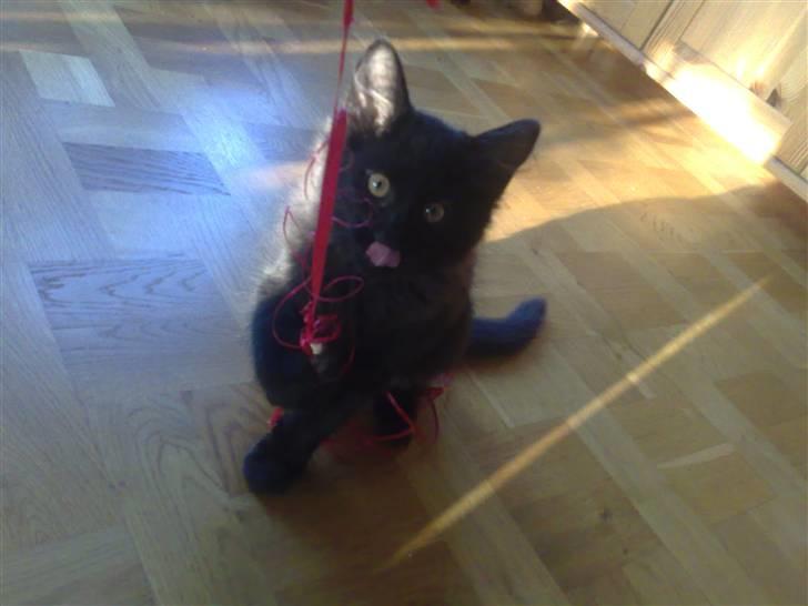 Huskat Han har intet navn endnu billede 1