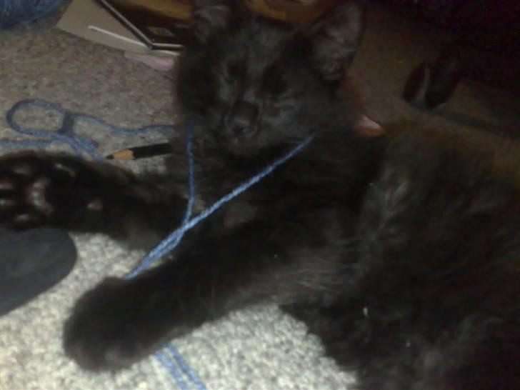 Huskat Han har intet navn endnu billede 2