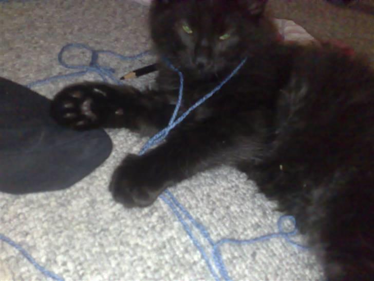 Huskat Han har intet navn endnu billede 3