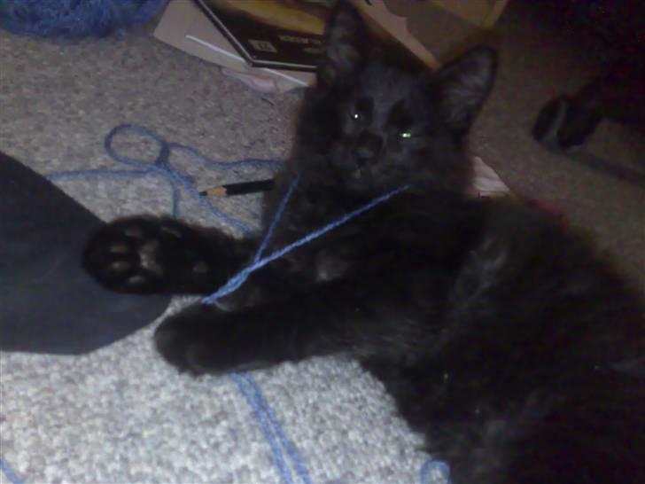 Huskat Han har intet navn endnu billede 4