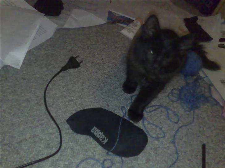 Huskat Han har intet navn endnu billede 5