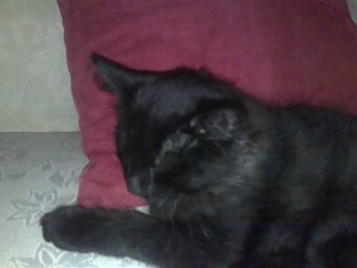 Huskat Han har intet navn endnu billede 6