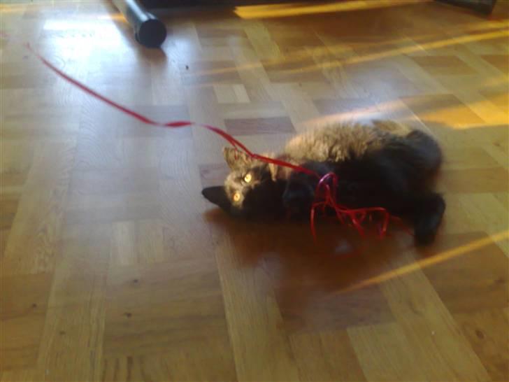 Huskat Han har intet navn endnu billede 7