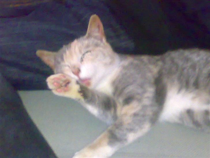 Huskat Tut<3 - Slikker sig ren.. xD billede 10