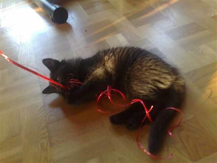 Huskat Han har intet navn endnu billede 8