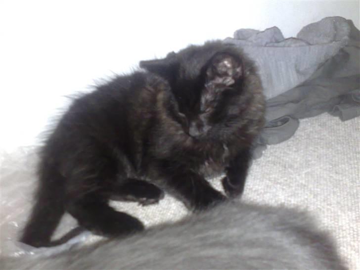 Huskat Han har intet navn endnu billede 9