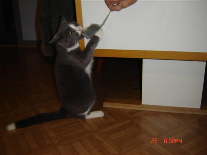 Blanding af racer Mulle RIP 31 Okt billede 8