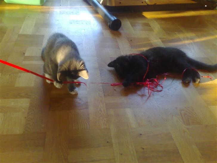 Huskat Han har intet navn endnu billede 10