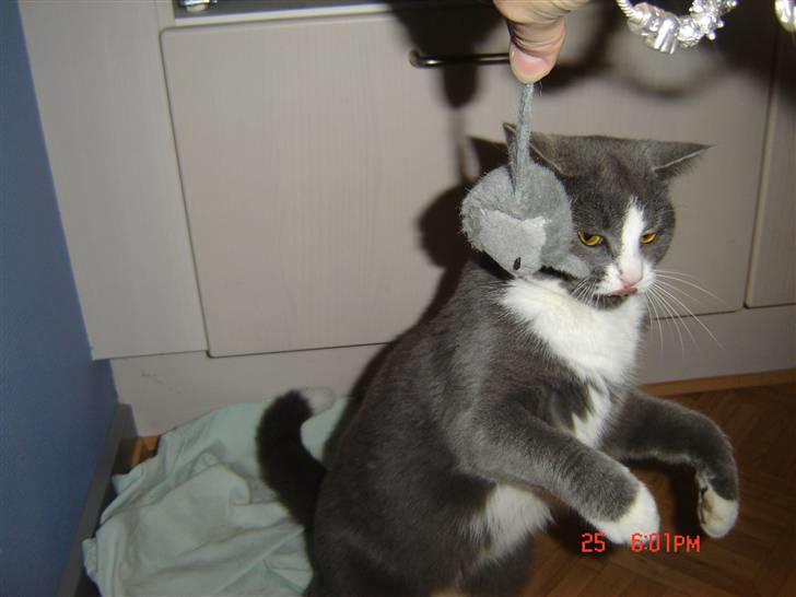 Blanding af racer Mulle RIP 31 Okt billede 9