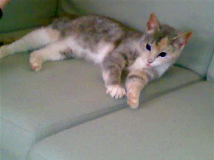 Huskat Tut<3 - Øjnene  blev lidt sjove  på grund af blitz billede 11