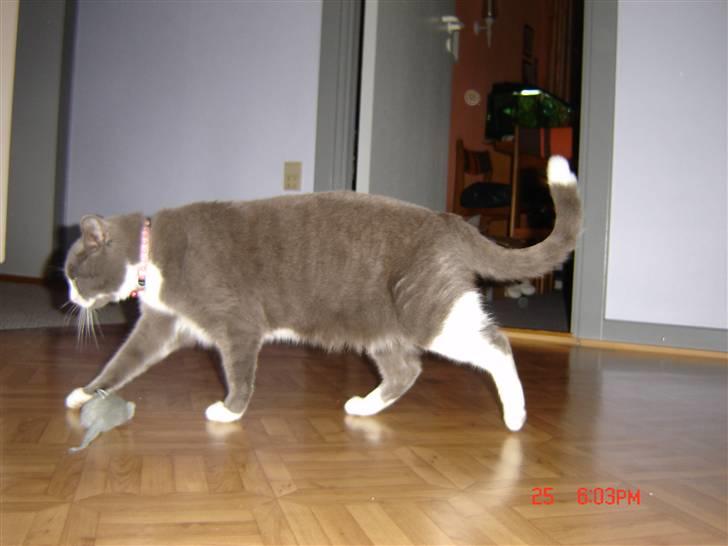 Blanding af racer Mulle RIP 31 Okt billede 10