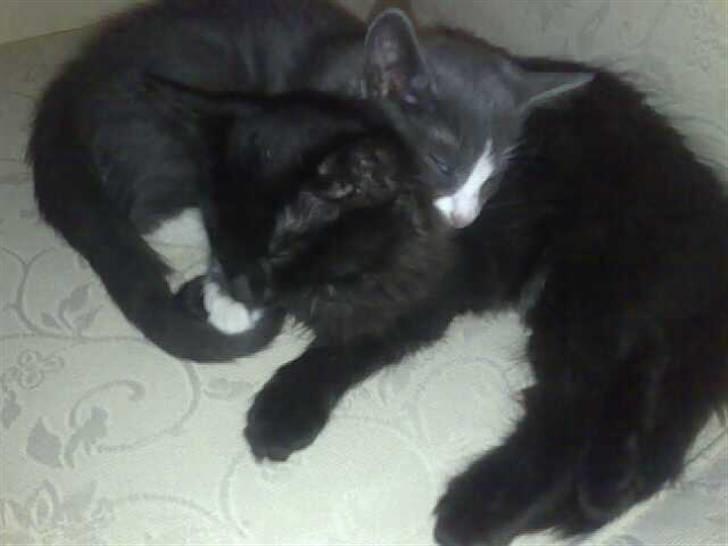 Huskat Han har intet navn endnu billede 11