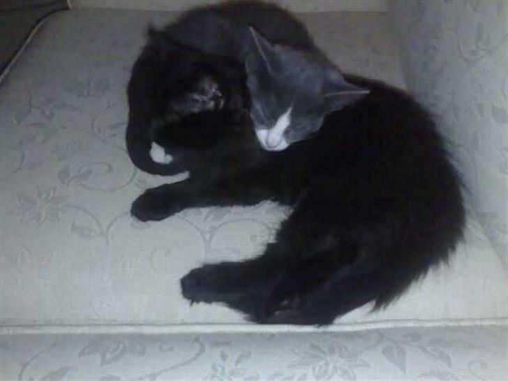 Huskat Han har intet navn endnu billede 12