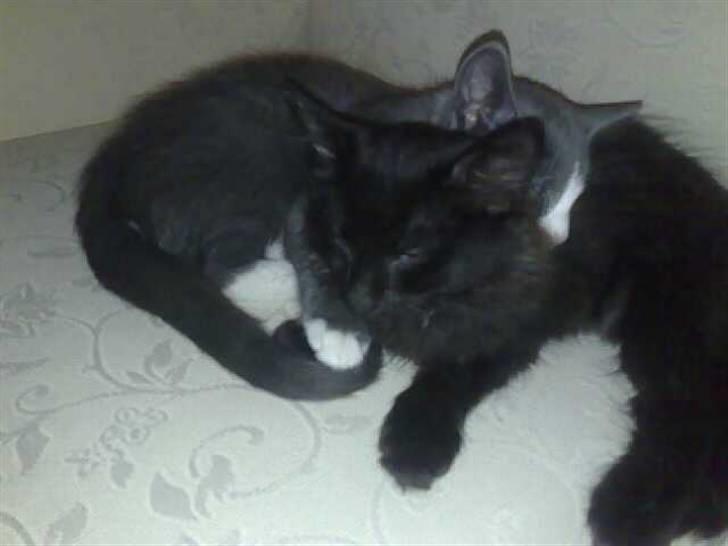 Huskat Han har intet navn endnu billede 13