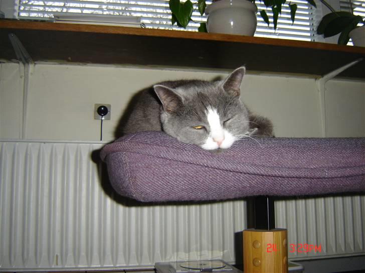 Blanding af racer Mulle RIP 31 Okt billede 11