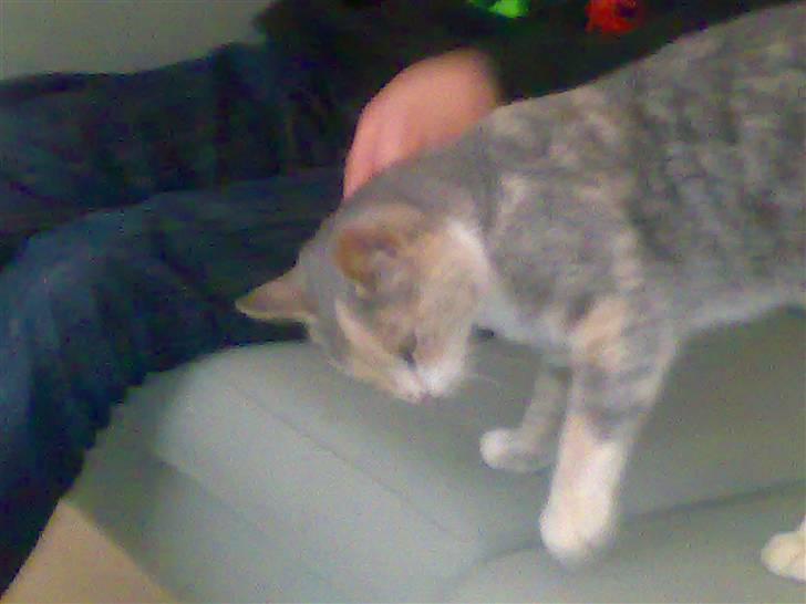 Huskat Tut<3 - Det er dejligt at blive kælet med 8D billede 12