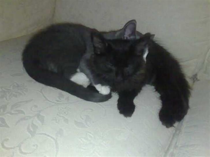 Huskat Liva billede 12