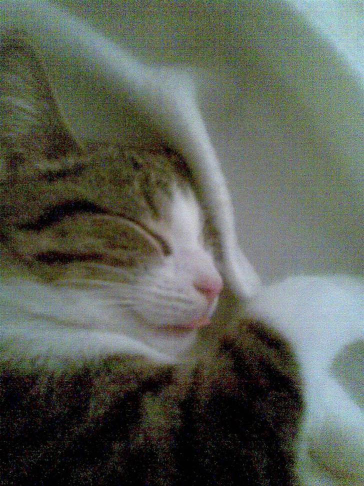 Huskat Mille - zzz sover lige så dejligt.. billede 9