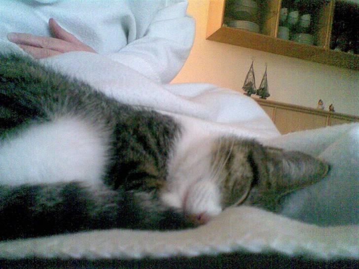 Huskat Mille - .... hvor dejligt at være til.. billede 10