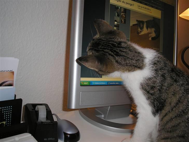 Huskat Mille - Fang musen på skærmen :-) billede 11