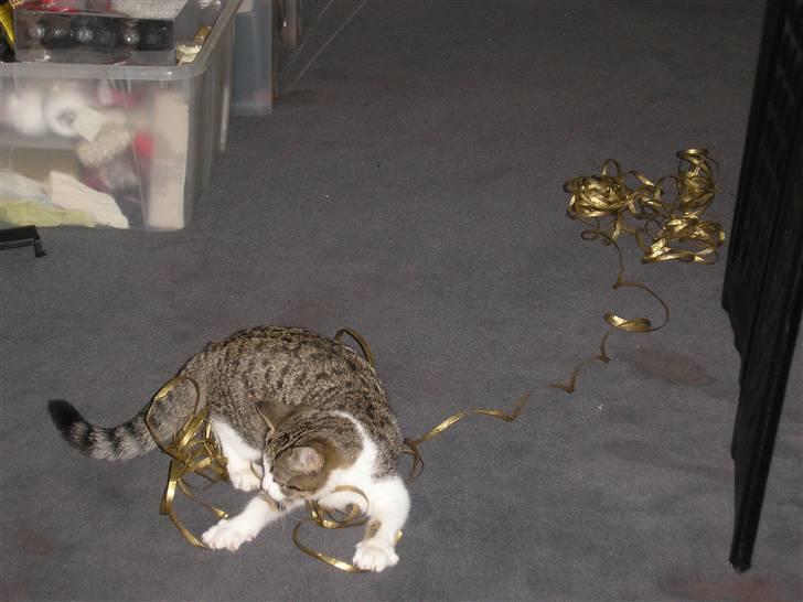 Huskat Mille - Hjælper lige med indpakningen... billede 12