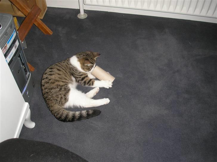 Huskat Mille - kuk kuk billede 13