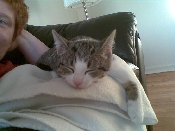 Huskat Mille - Hvor er det hårdt at være mig....... :-) billede 15