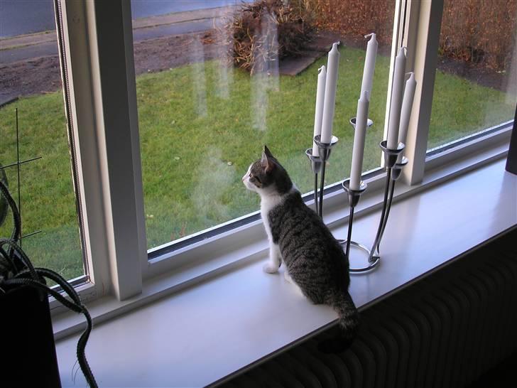 Huskat Mille - Nøj... en fugl på græsset..... billede 16