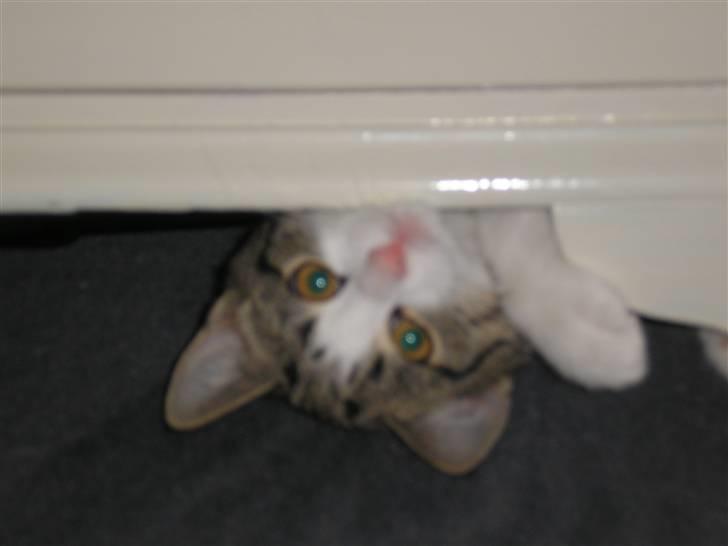 Huskat Mille - BØH! billede 17