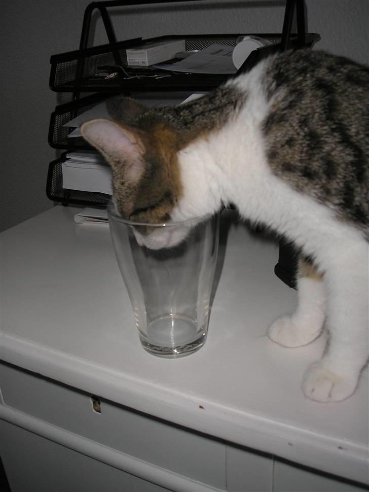 Huskat Mille - Hvad har du i glasset?? :-) billede 18