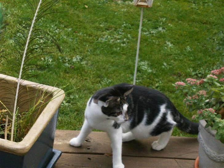 Blanding af racer ziggi <3 - orv det over er tjalfe, jeg må med ham  billede 8