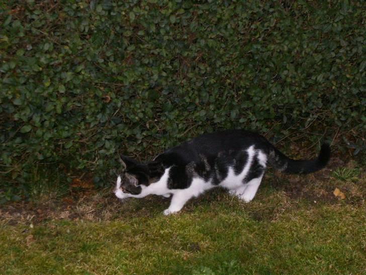 Blanding af racer ziggi <3 - vi sniger os hen af hækken så er der ingen der opdager mig :D billede 9