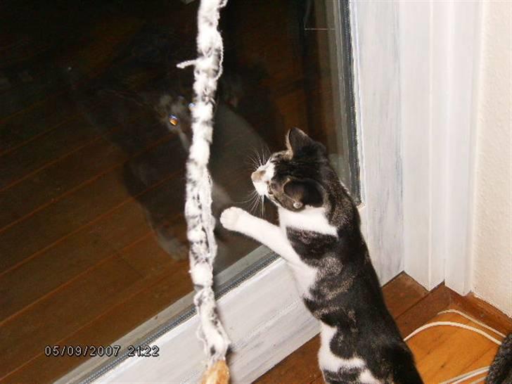 Blanding af racer ziggi <3 - orv lege tøj :D billede 10