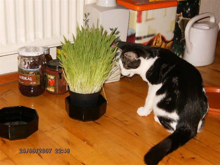 Blanding af racer ziggi <3 - græs hvad er det ? billede 13