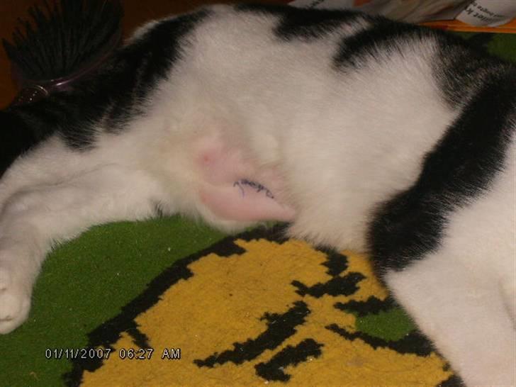 Blanding af racer ziggi <3 - mine sting billede 16