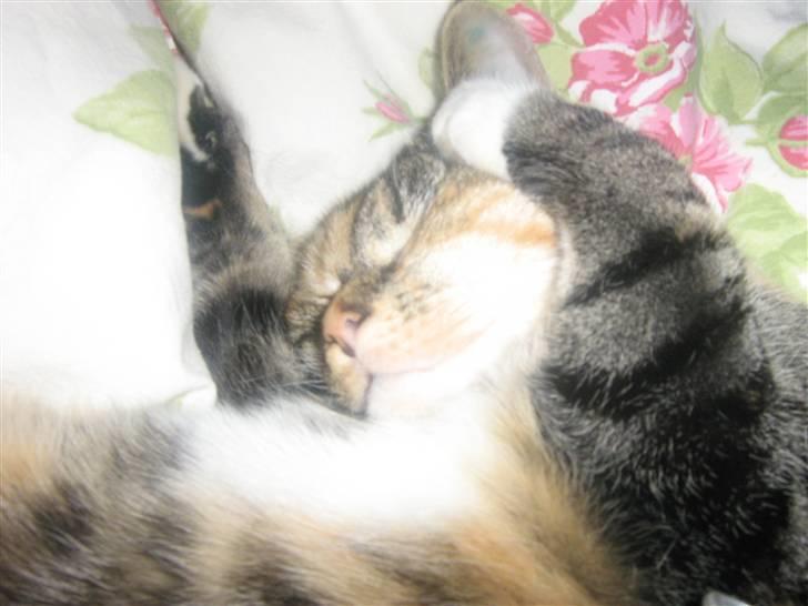 Huskat Snuske - føj hvor er jeg dog træt . billede 10