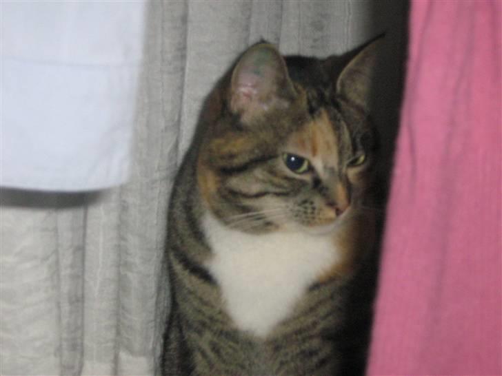 Huskat Snuske - Hm .. hvilken farve passe bedste lyserød eller lysblå .. hjælp mig lige lidt i min mode krise her :D ?! billede 11