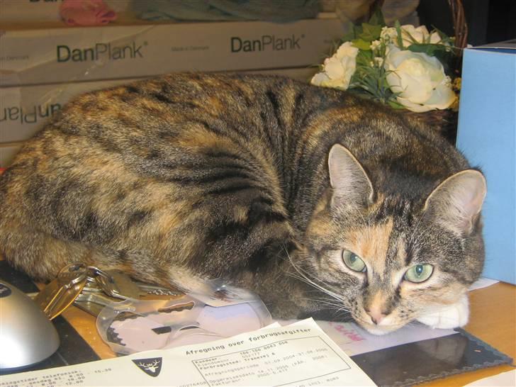 Huskat Snuske - Hvad jeg må da også godt bruge skrive bordet ikke ? billede 12