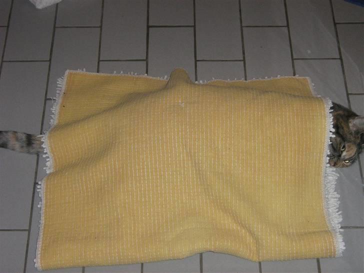 Huskat Snuske - Hvad glor i på ?!  jeg fryser ,, godt der er varme i gulvet . billede 13