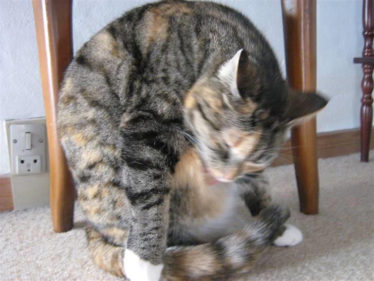 Huskat Snuske - nej hvor jeg dog trænger til et bad ,, jeg må lige slike det værste af så den lækre nabo kat ikke ser mig helt beskit :D  billede 14