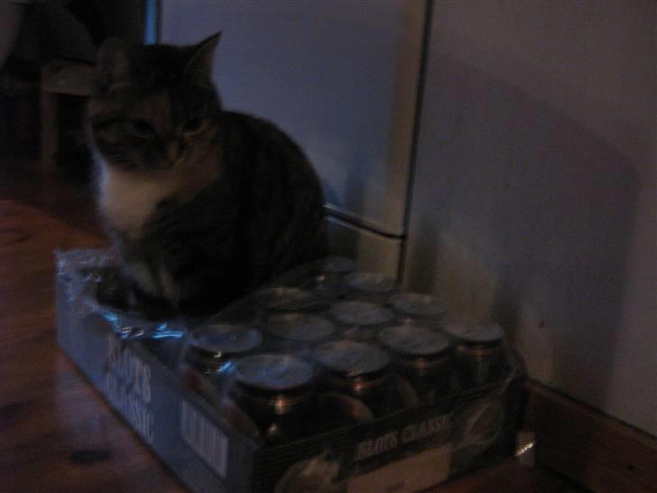 Huskat Snuske - Og i sagde jeg havde en for stor røv ?! billede 15