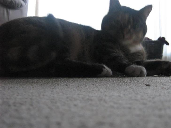 Huskat Snuske - Aj jeg er lige vågner ike tage billeder før jeg har gjordt mig klar ?! billede 16