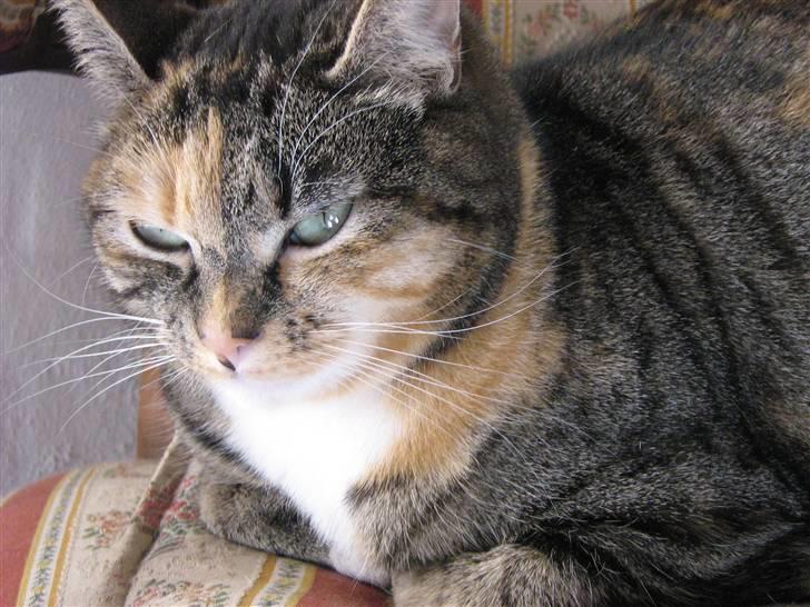 Huskat Snuske - jeg tror lige jeg tager mig en morfar ,, (middagslur :D ) billede 17