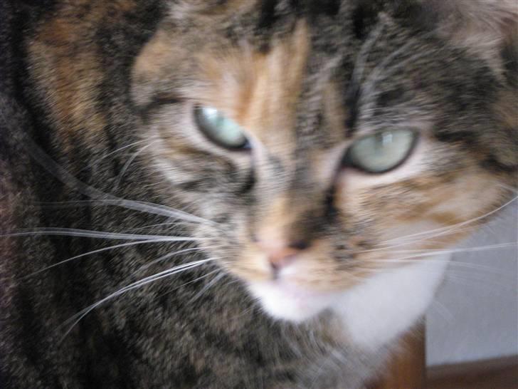 Huskat Snuske - sagde du at du ikke var bange for mig ?! billede 18