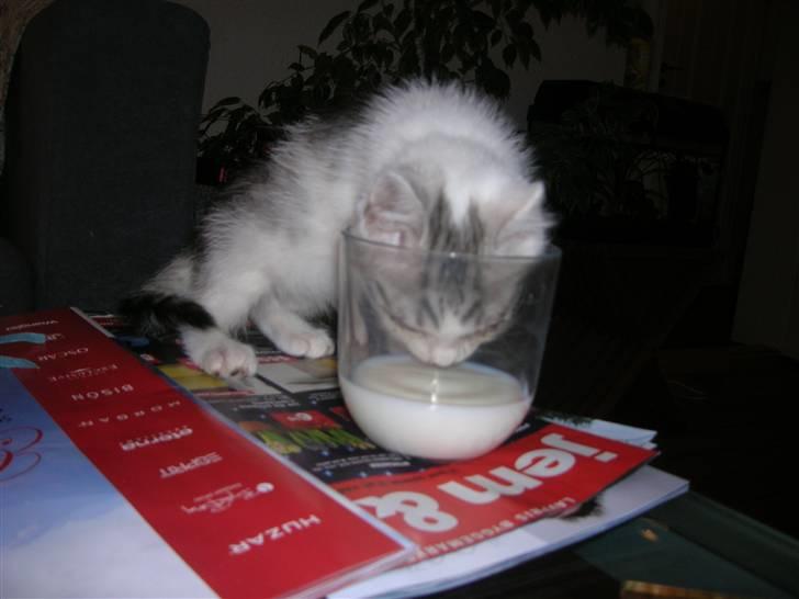 Blanding af racer Ib billede 1