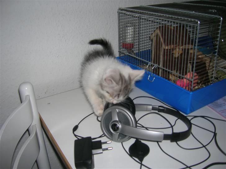 Blanding af racer Ib billede 2