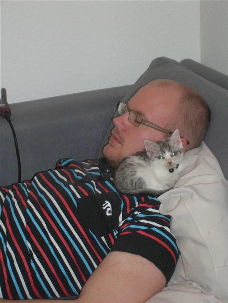 Blanding af racer Ib billede 3