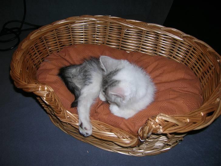 Blanding af racer Ib billede 4