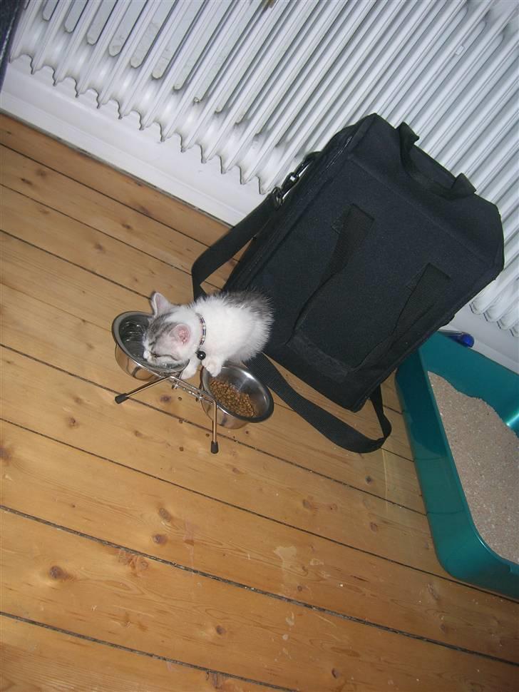 Blanding af racer Ib billede 5